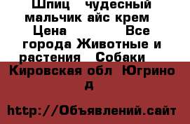 Шпиц - чудесный мальчик айс-крем › Цена ­ 20 000 - Все города Животные и растения » Собаки   . Кировская обл.,Югрино д.